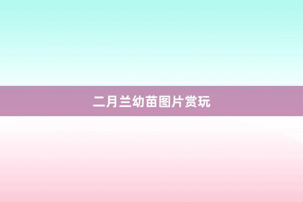 二月兰幼苗图片赏玩